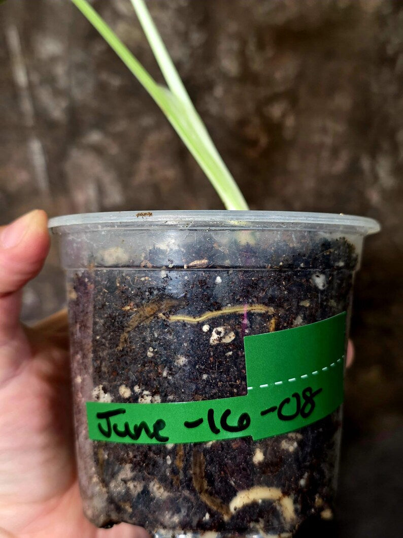 Variegated Monstera Albo Borsigiana -Baby Leaf - Exact Plant - US Seller (June-16-08)