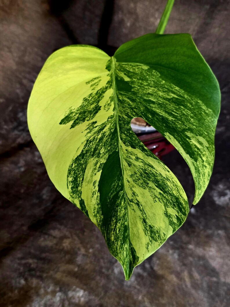 Monstera Aurea Variegated Plant - Rare Aroid - Exact Plant - US Seller (June-16-12)