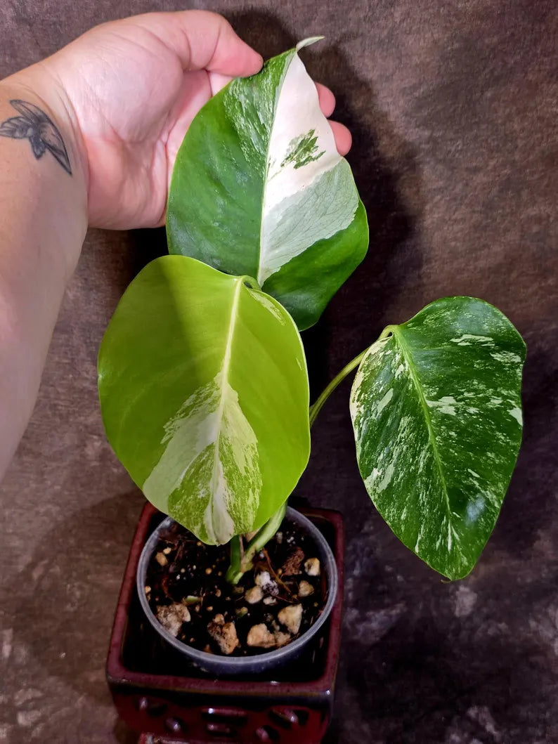 Variegated Monstera Albo - Rare White Monstera Borsigiana Baby Leaf EXACT Plant (June-16-19)