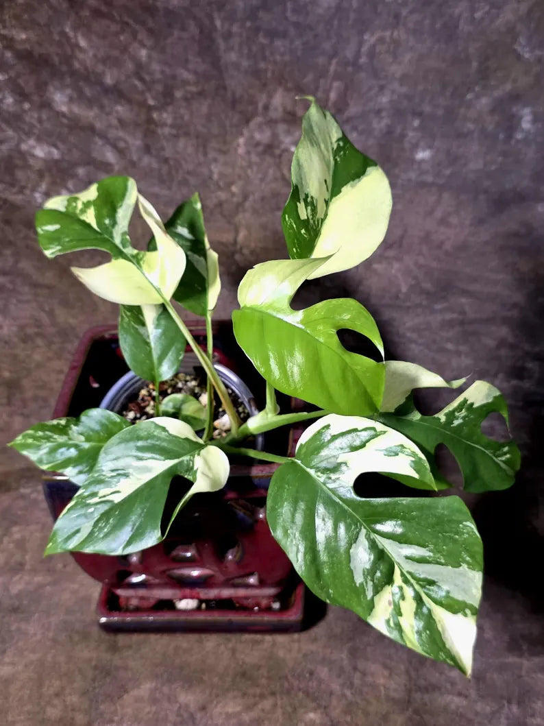 Variegated Rhaphidophora Tetrasperma Albo - (July-14-04)