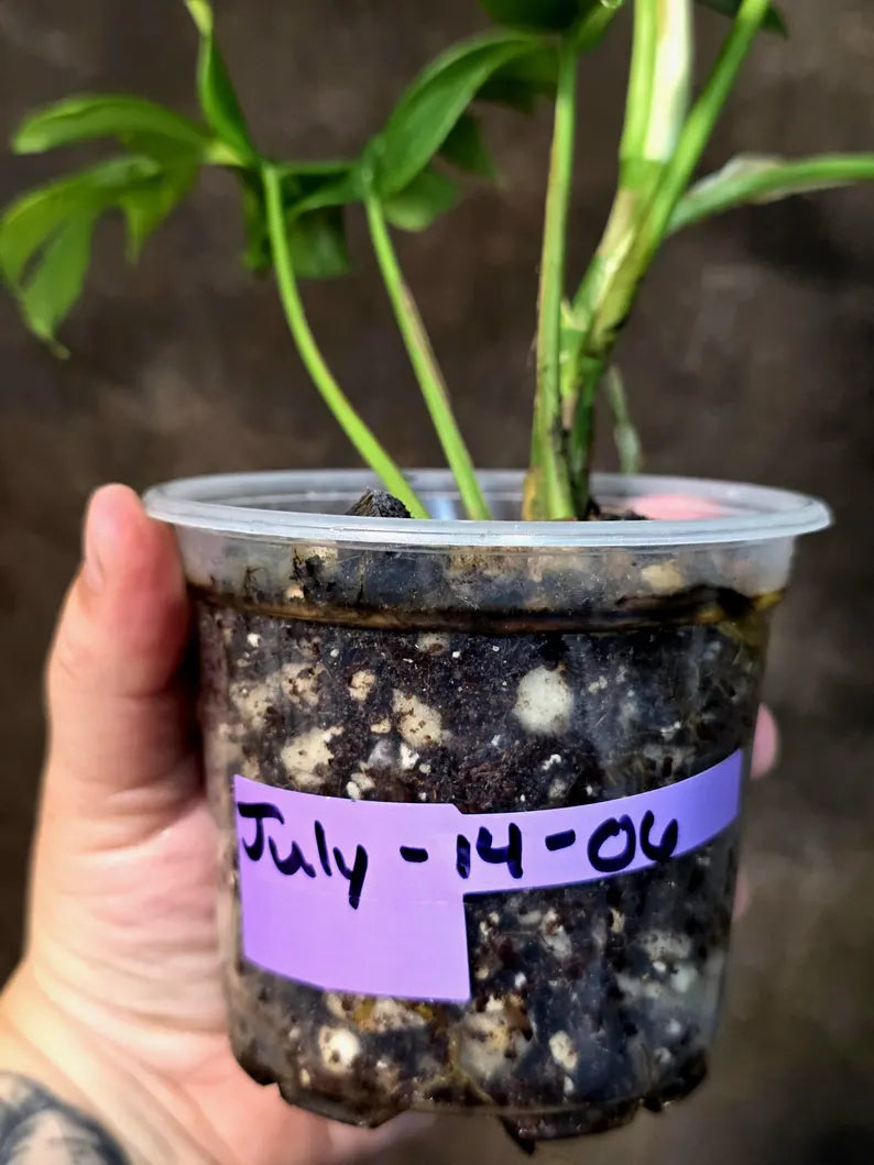 Variegated Rhaphidophora Tetrasperma Albo - (July-14-06)