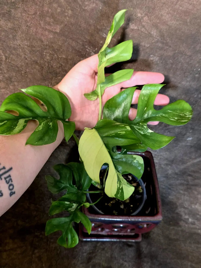 Variegated Rhaphidophora Tetrasperma Albo - (July-14-06)