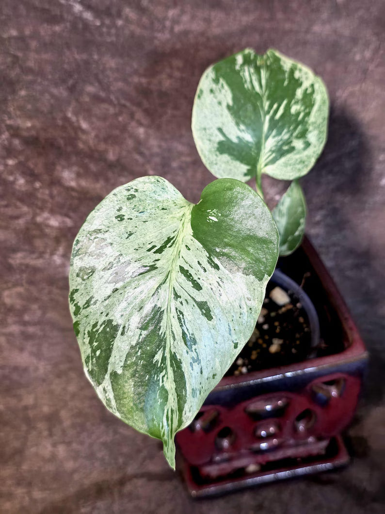 Super Rare Monstera Bulbasaur Variegated Live Plant (July-14-08)