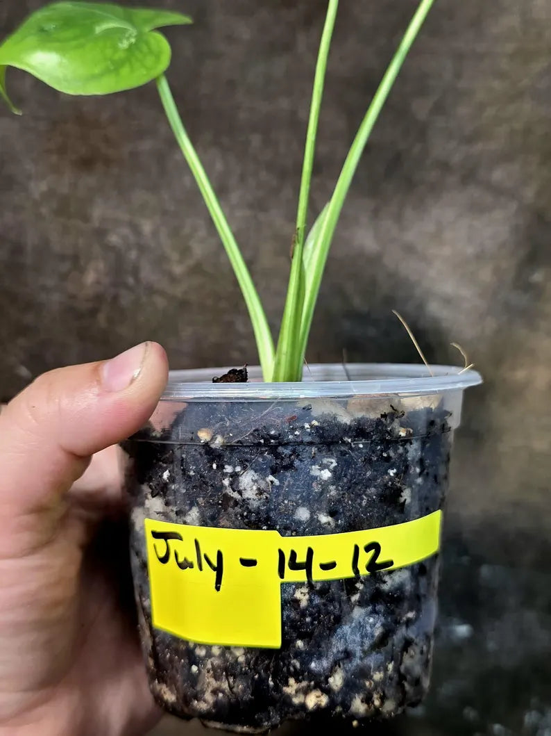 Super Rare Monstera Bulbasaur Variegated Live Plant -(July-14-12-ER)