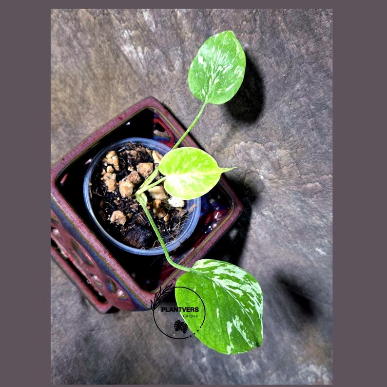 Super Rare Monstera Bulbasaur Variegated Live Plant (July-14-09-ER)