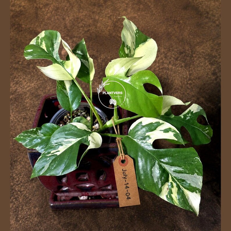 Variegated Rhaphidophora Tetrasperma Albo - (July-14-04)