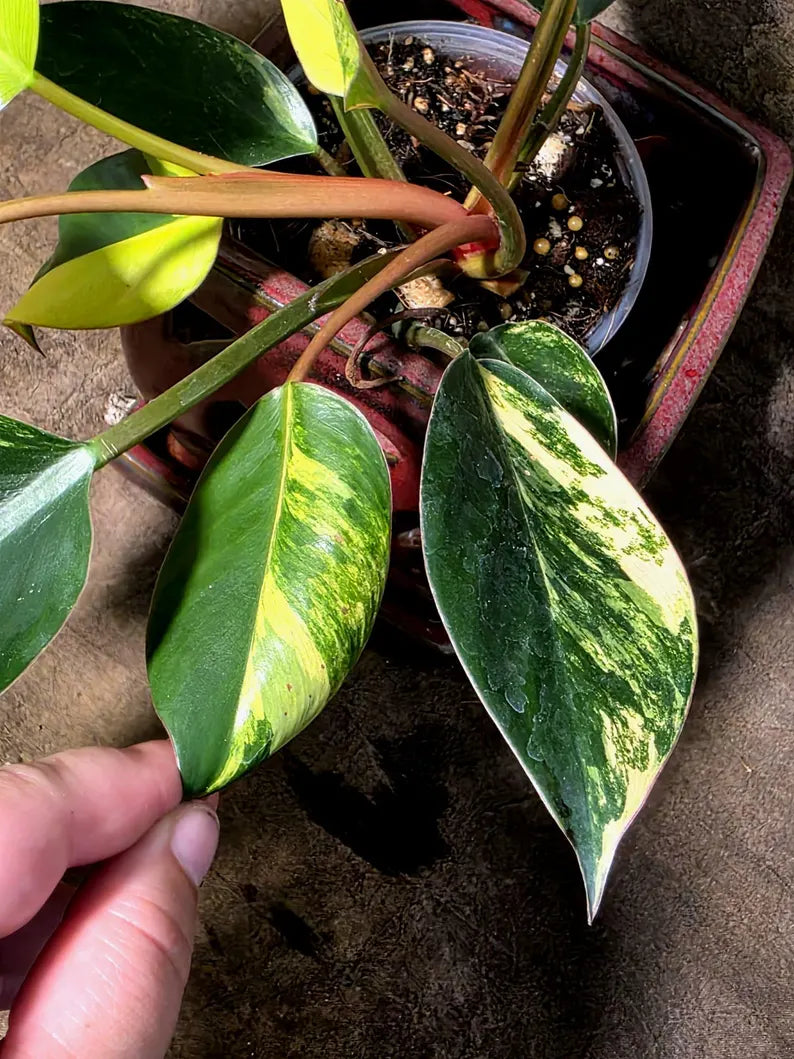 Yellow Congo Philodendron Variegated Live Plant - (July-14-20-ER)