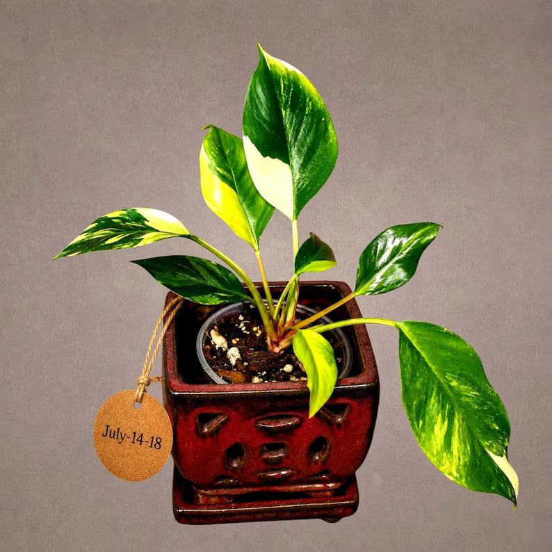 Yellow Congo Philodendron Variegated Live Plant - (July-14-18-ER)