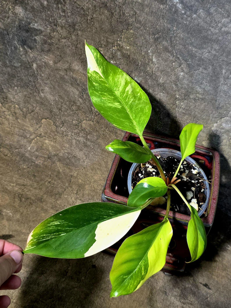 Yellow Congo Philodendron Variegated Live Plant - (July-14-18-ER)