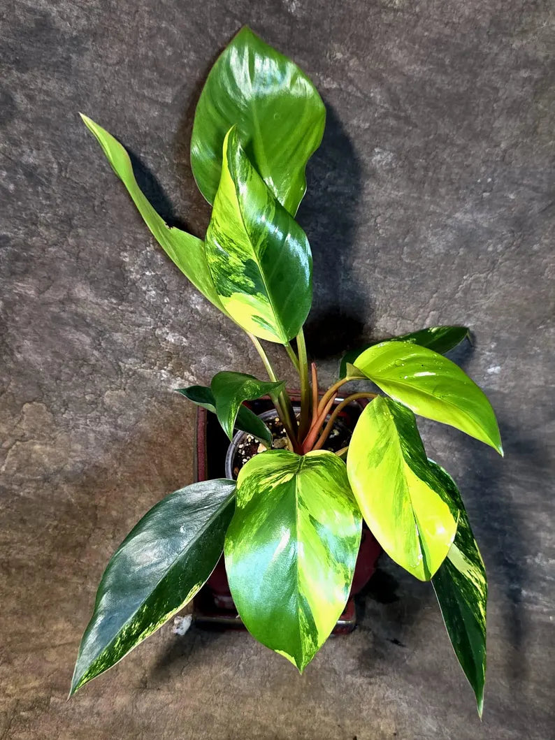Yellow Congo Philodendron Variegated Live Plant - (July-14-17-ER)