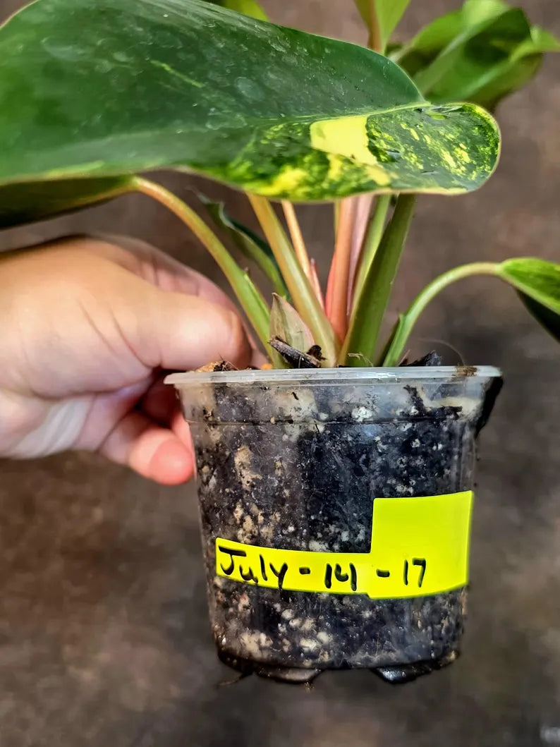 Yellow Congo Philodendron Variegated Live Plant - (July-14-17-ER)