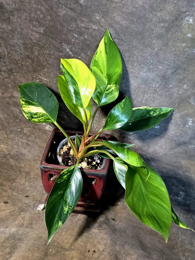 Yellow Congo Philodendron Variegated Live Plant - (July-14-17-ER)