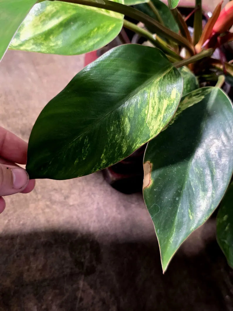 Yellow Congo Philodendron Variegated Live Plant - (July-14-01-ER)