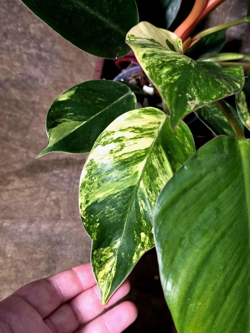 Yellow Congo Philodendron Variegated Live Plant - (July-14-01-ER)