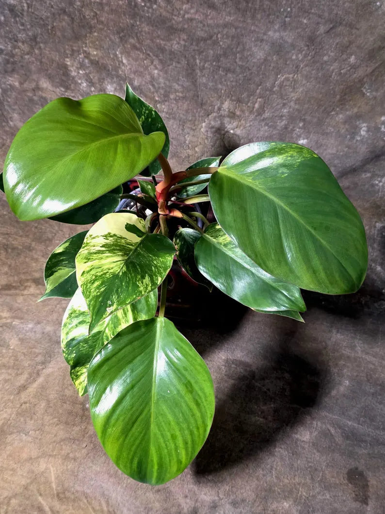 Yellow Congo Philodendron Variegated Live Plant - (July-14-01-ER)