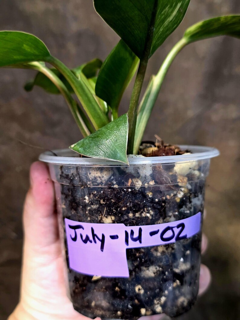 Yellow Congo Philodendron Variegated Live Plant - (July-14-02-ER)