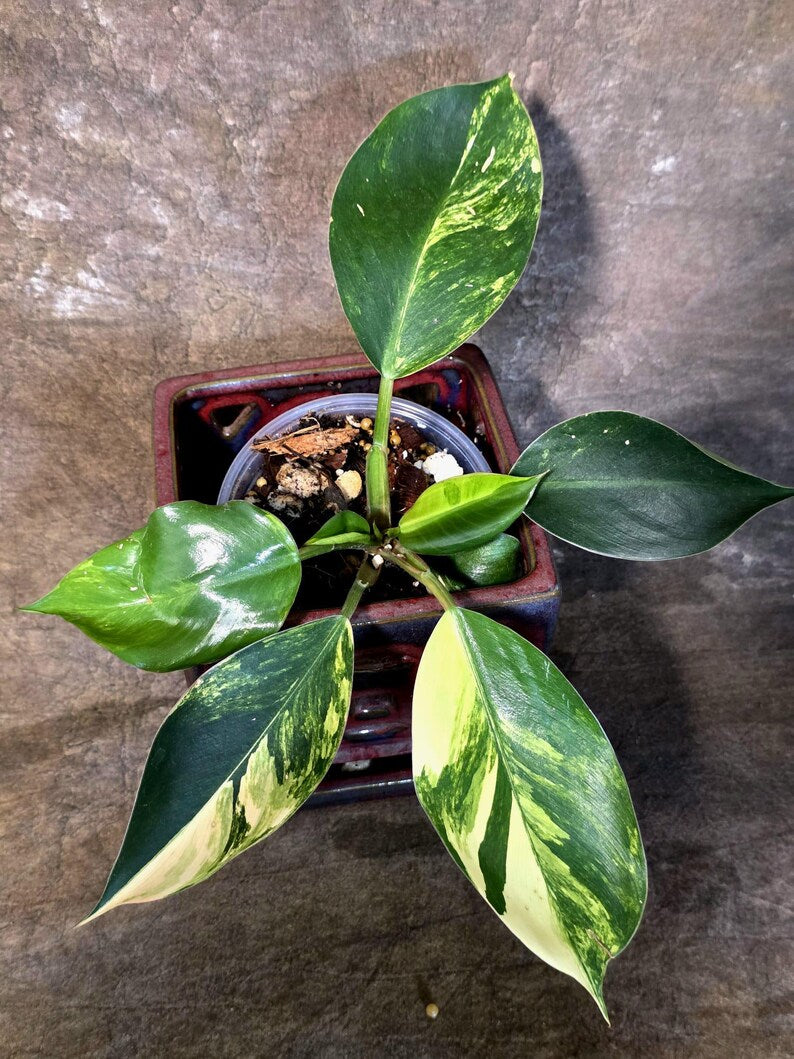 Yellow Congo Philodendron Variegated Live Plant - (July-14-02-ER)