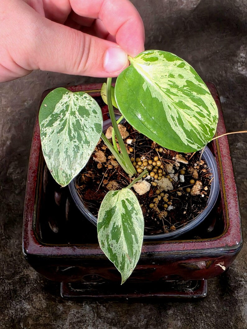Super Rare Monstera Bulbasaur Variegated Live Plant - (July-10-13-ER)