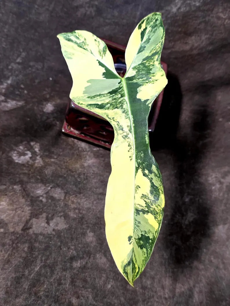 Variegated Philodendron Brown Beauty Live Plant - (July-10-38-ER)