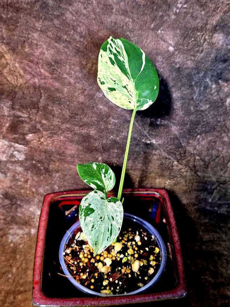 Rare Monstera Bulbasaur Variegated - Exact Plant - (July-24-29-ER)