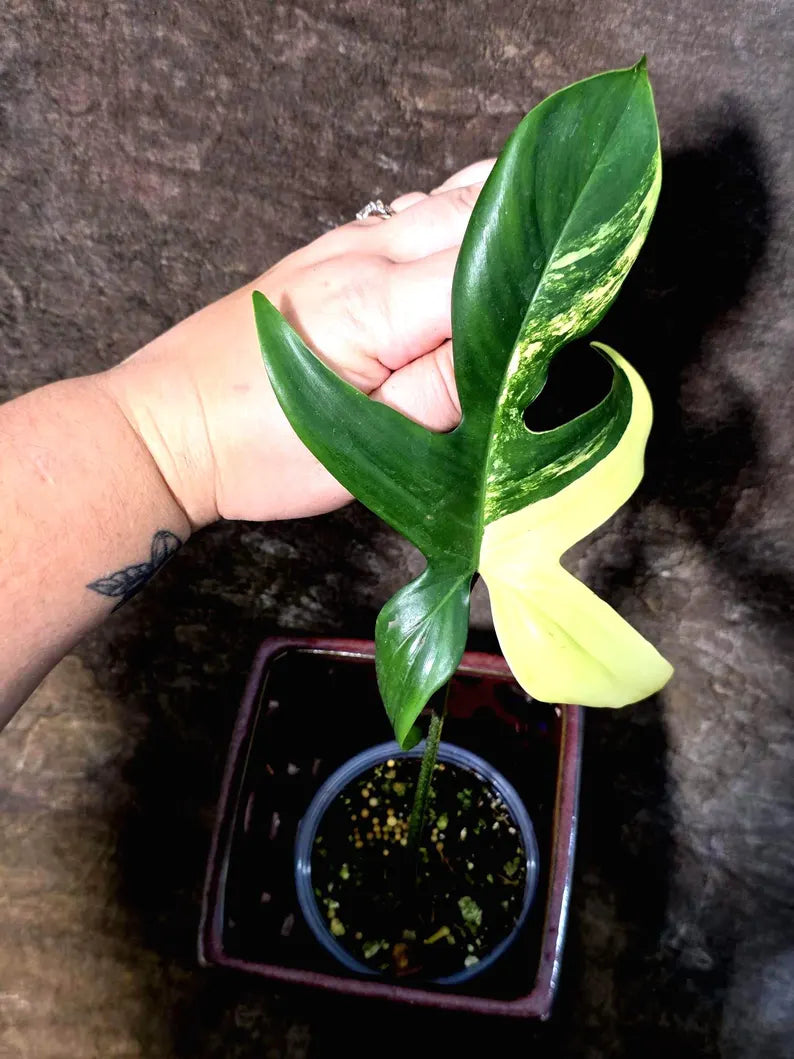 Variegated Philodendron Florida Beauty - (July-24-34)