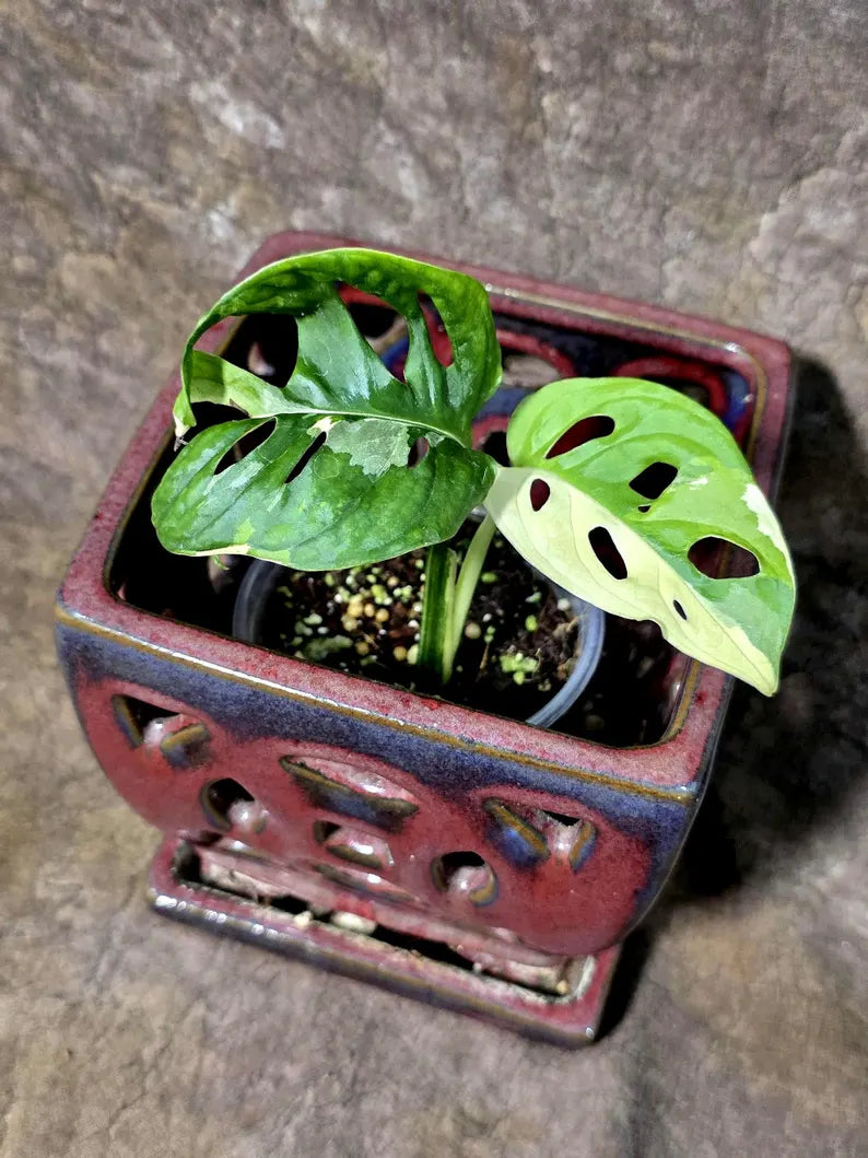 Variegated Monstera Adansonii Albo Live Plant - (July-24-41)