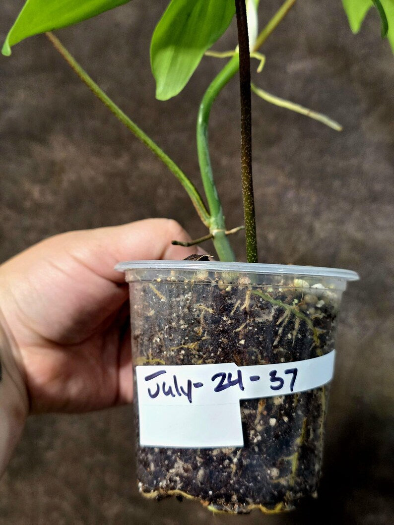 Variegated Philodendron Florida Beauty - Rare Collector Plant (July-24-37)