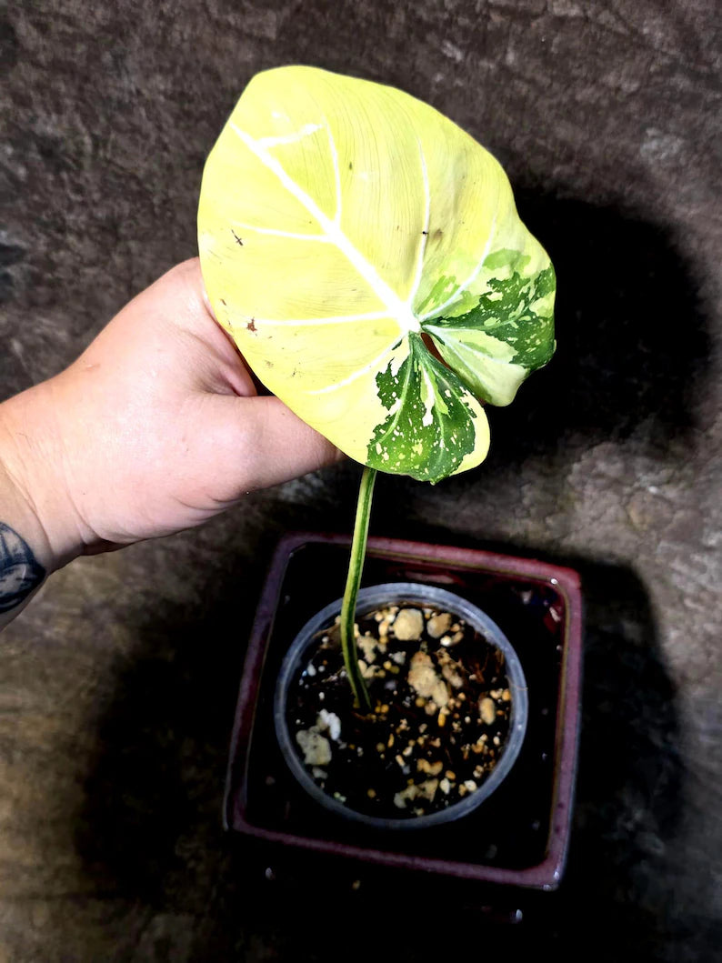 Philodendron Gloriosum Tricolor Plant in Nursery Pot (July-24-33-ER)