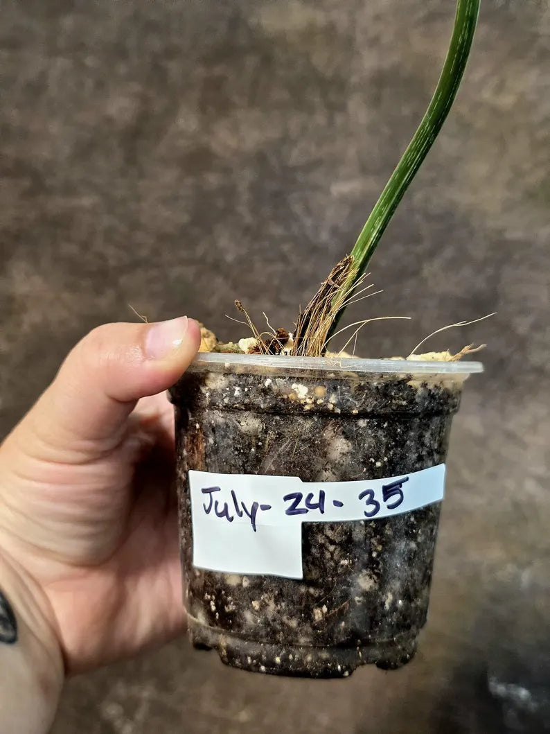 Philodendron Gloriosum Tricolor Plant in Nursery Pot - (July-24-35-ER)