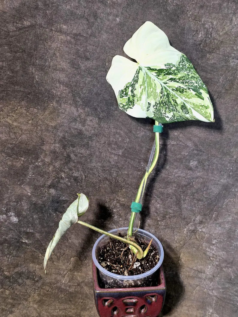 Philodendron Gloriosum Tricolor Plant in Nursery Pot -(July-24-43-ER)