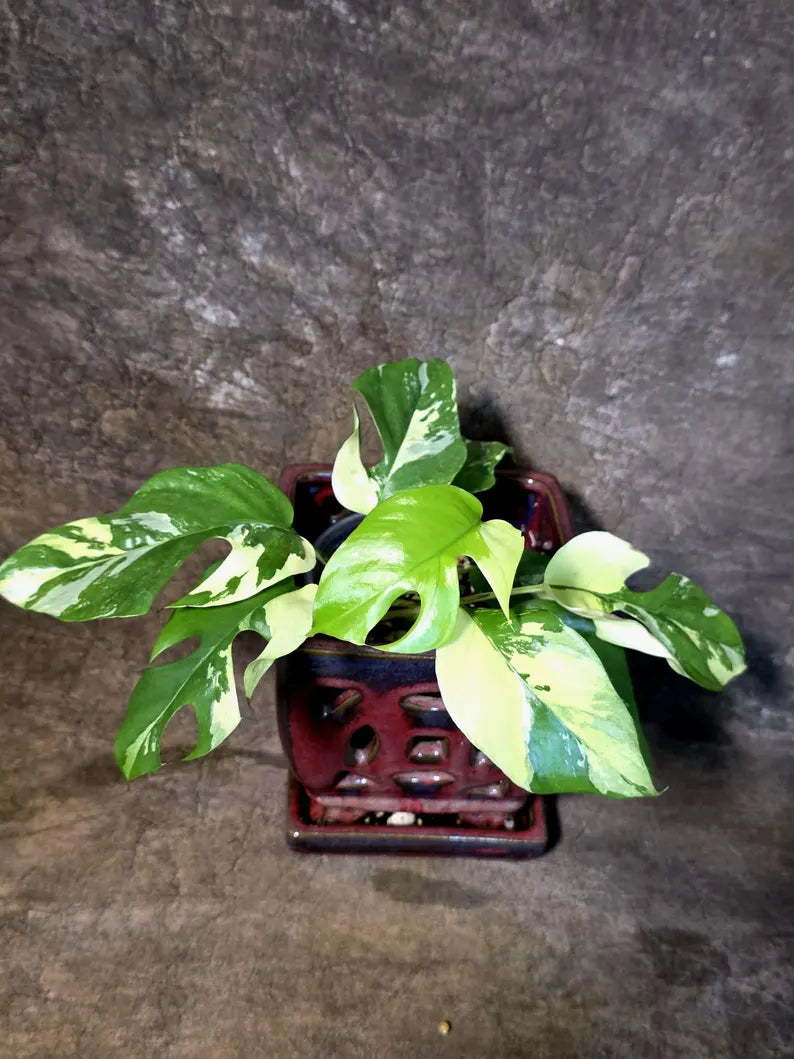 Variegated Rhaphidophora Tetrasperma Albo - (July-14-04)