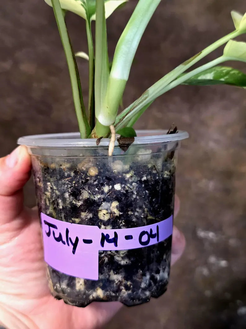 Variegated Rhaphidophora Tetrasperma Albo - (July-14-04)