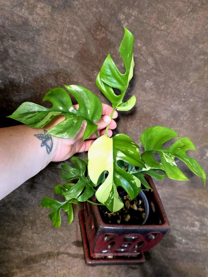 Variegated Rhaphidophora Tetrasperma Albo - (July-14-06)