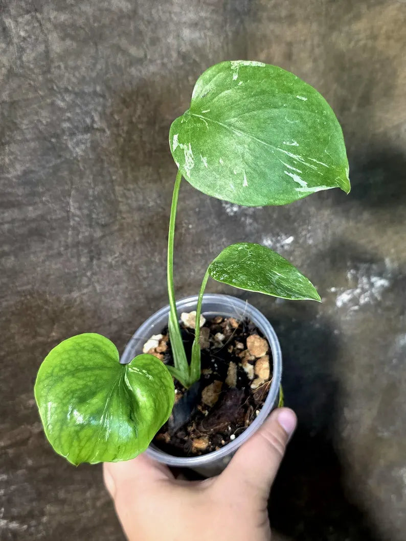 Super Rare Monstera Bulbasaur Variegated Live Plant -(July-14-12-ER)