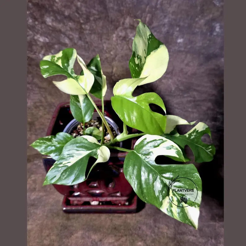 Variegated Rhaphidophora Tetrasperma Albo - (July-14-04)