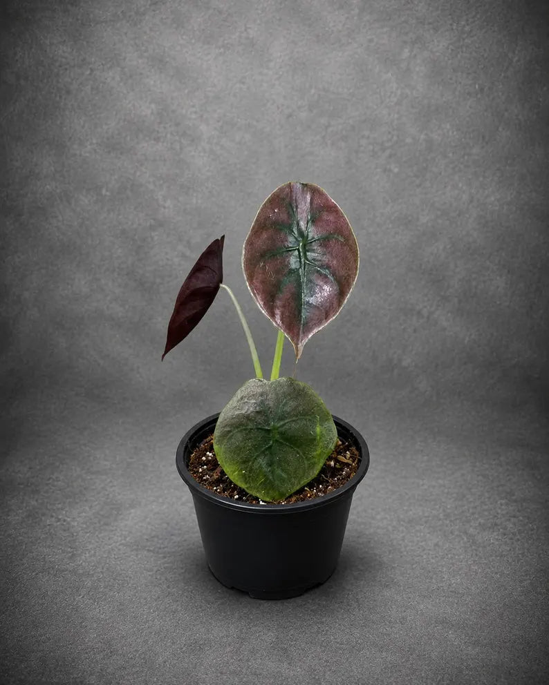 Alocasia Red Secret Live Plant in 3" Nursery Pot - Jewel Alocasia - Metallic Foliage Tropical Houseplant - Rare Indoor Aroid Plant