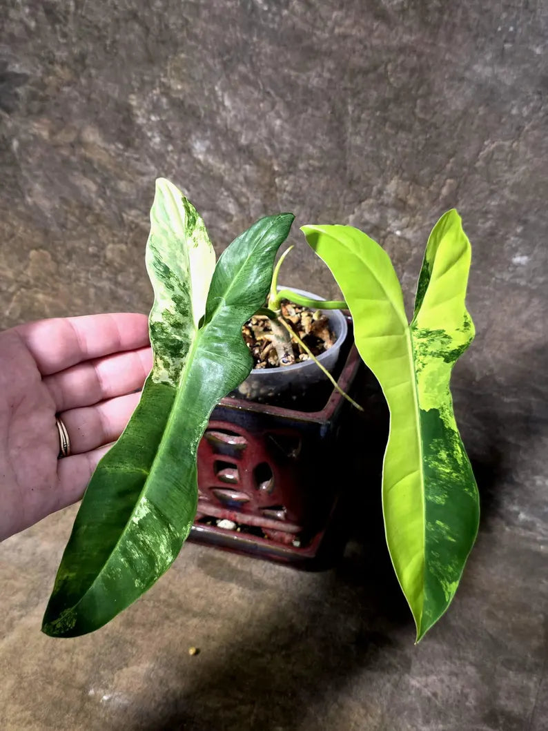 Variegated Philodendron Florida Beauty x Billietiae - (July-14-03-ER)