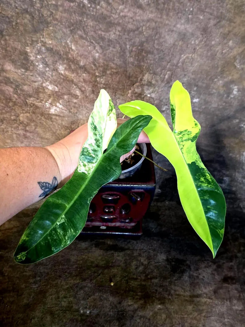 Variegated Philodendron Florida Beauty x Billietiae - (July-14-03-ER)