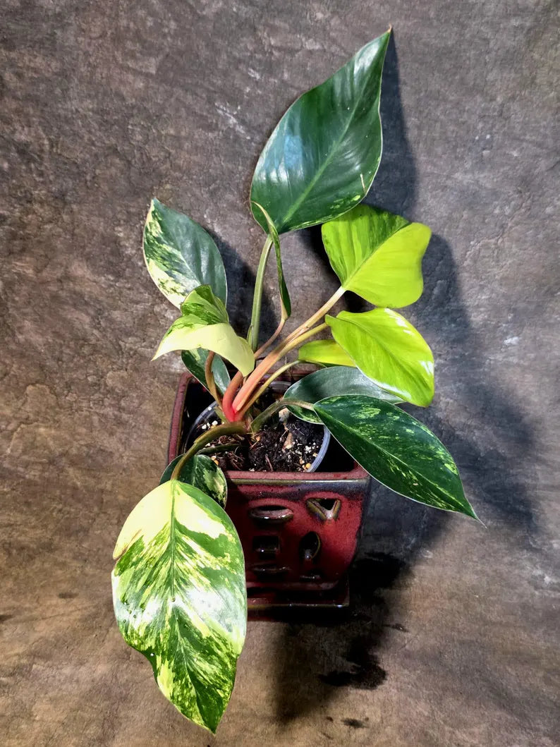Yellow Congo Philodendron Variegated Live Plant - (July-14-20-ER)