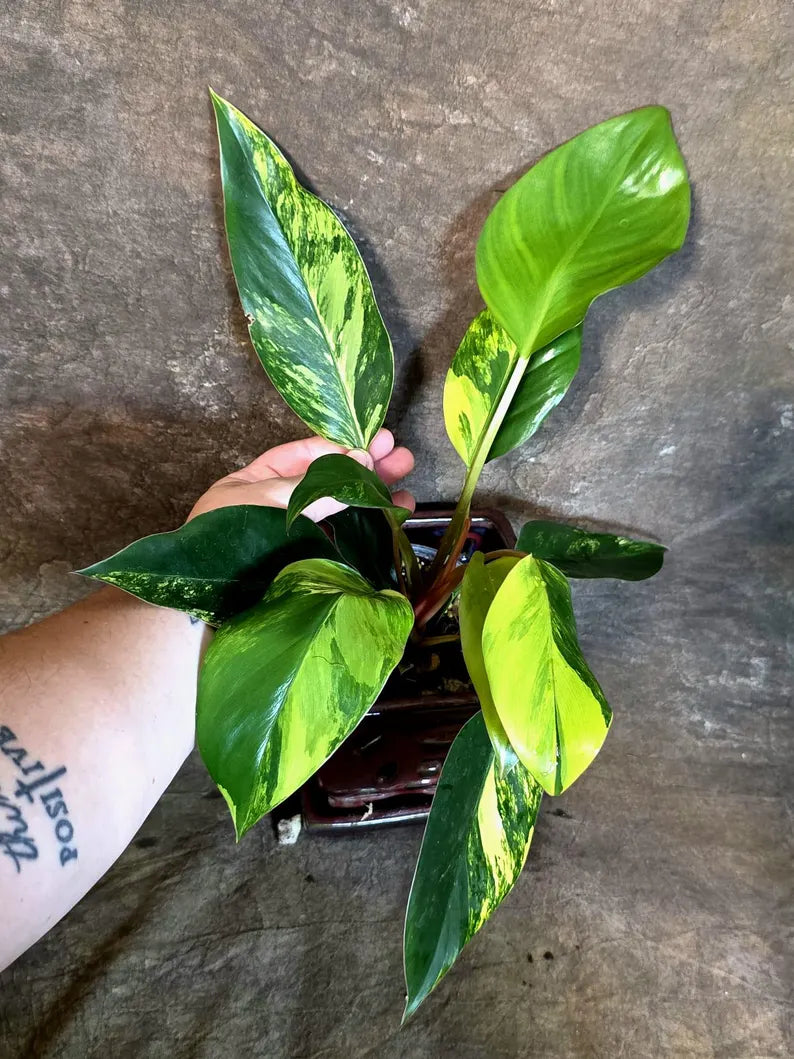Yellow Congo Philodendron Variegated Live Plant - (July-14-17-ER)
