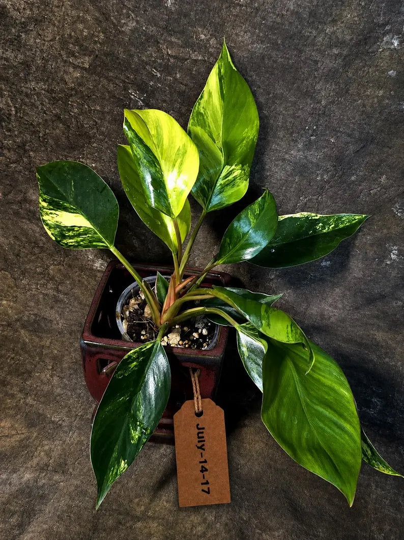 Yellow Congo Philodendron Variegated Live Plant - (July-14-17-ER)
