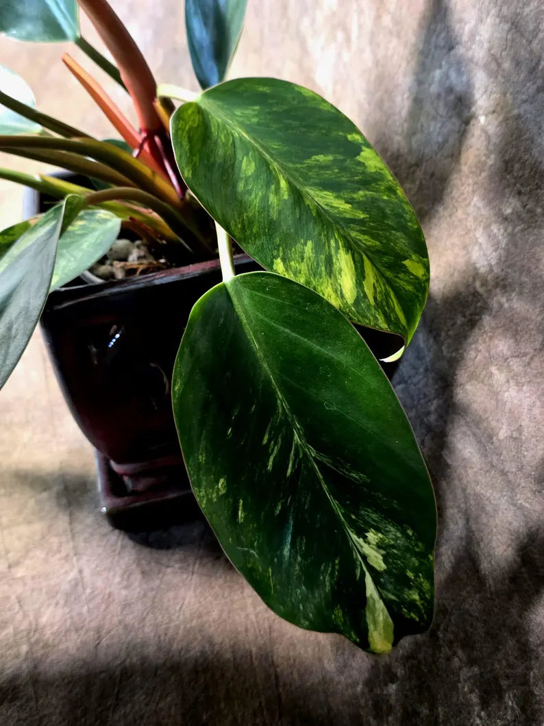 Yellow Congo Philodendron Variegated Live Plant - (July-14-01-ER)