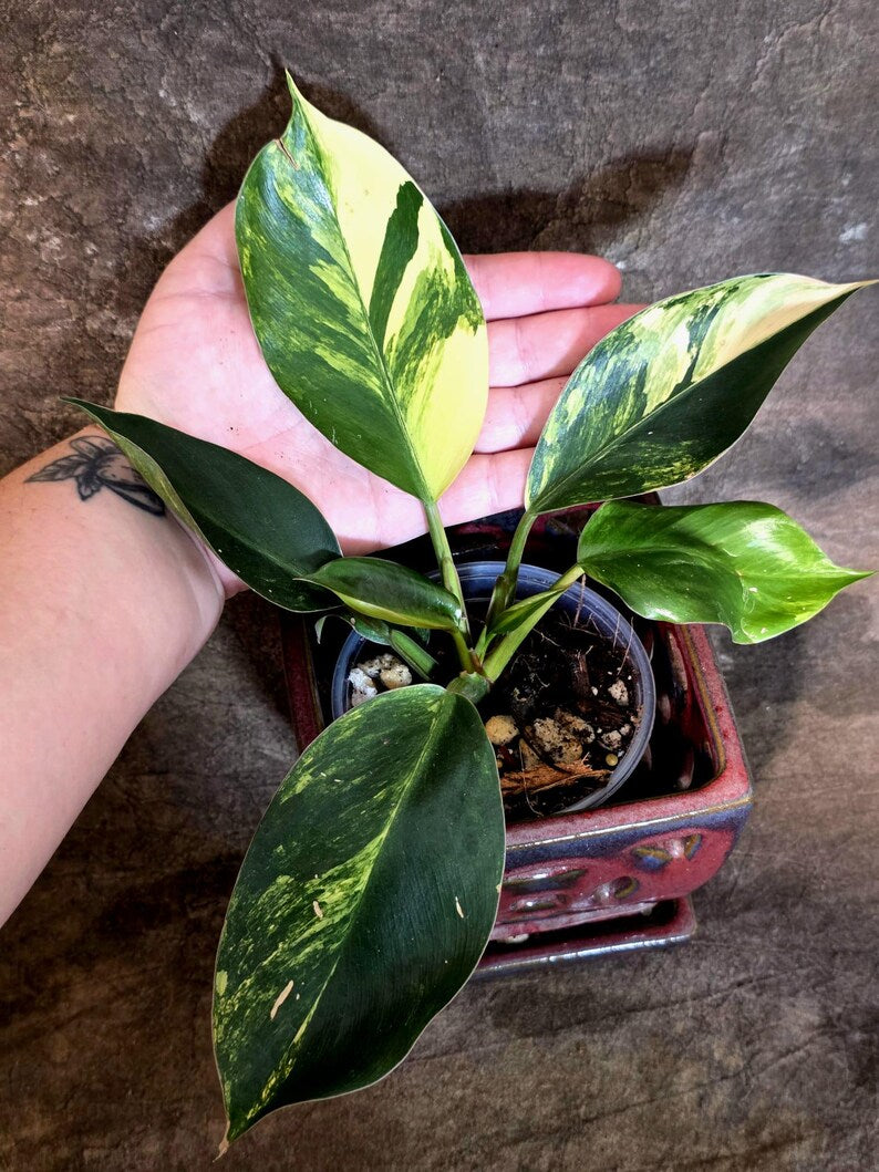 Yellow Congo Philodendron Variegated Live Plant - (July-14-02-ER)