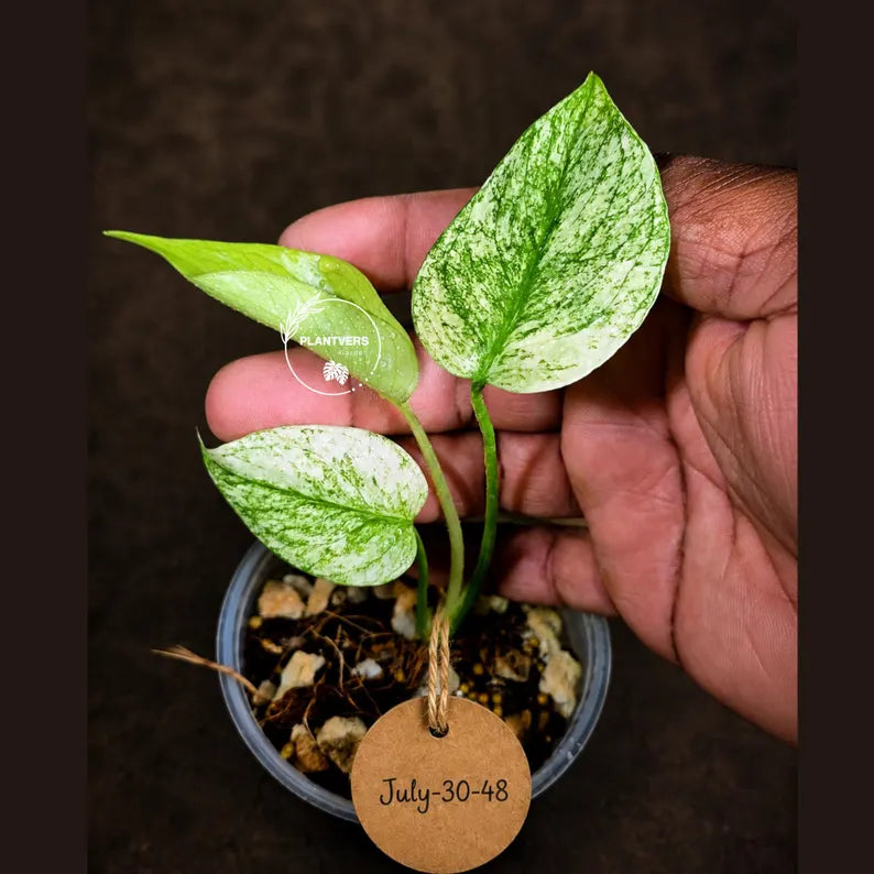 Monstera Deliciosa White Monster - Rare Monstera Beauty - (July-30-48)