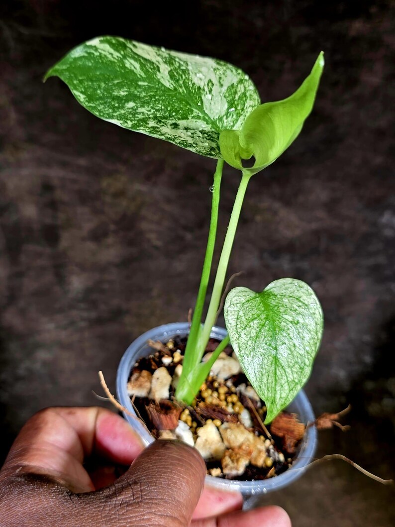 Monstera Deliciosa White Monster - Rare Monstera Beauty - (July-30-57)