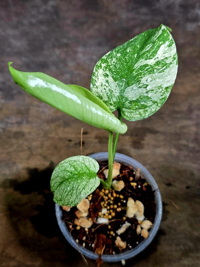 Monstera Deliciosa White Monster - Rare Monstera Beauty - (July-30-57)