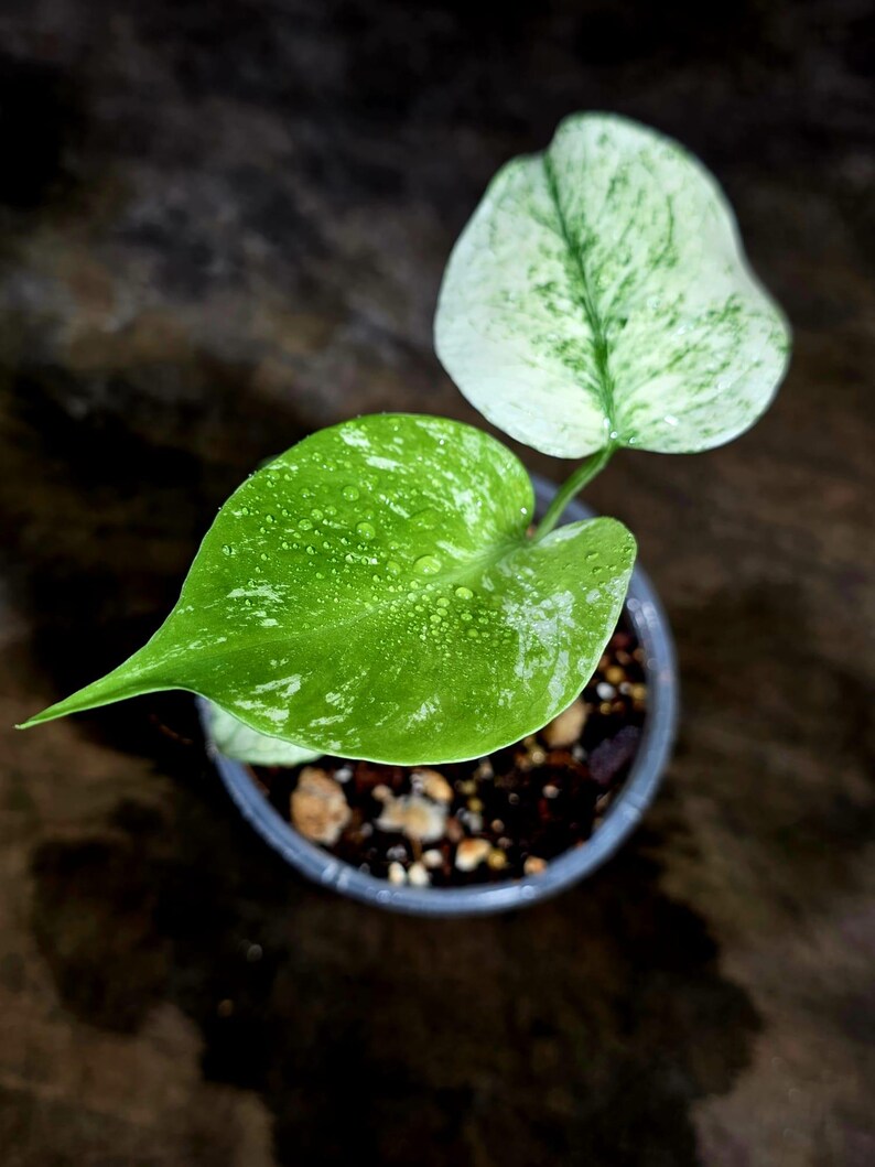 Monstera Deliciosa White Monster - Rare Monstera Beauty - (July-30-63)