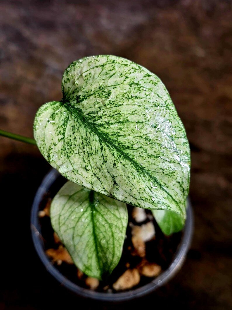 Monstera Deliciosa White Monster - Rare Monstera Beauty - (July-30-50)