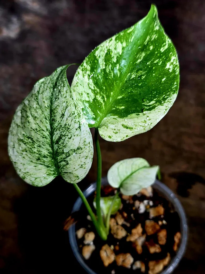 Monstera Deliciosa White Monster - Rare Monstera Beauty - (July-30-51)