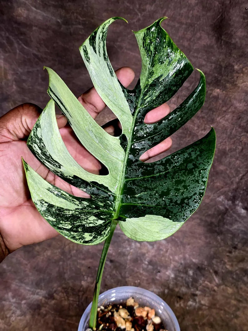 Variegated Monstera Mint Jungle Mint -(July-31-3-ER)